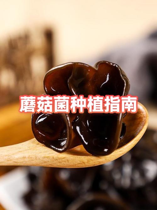 菌菇种植技术哪里学截图2