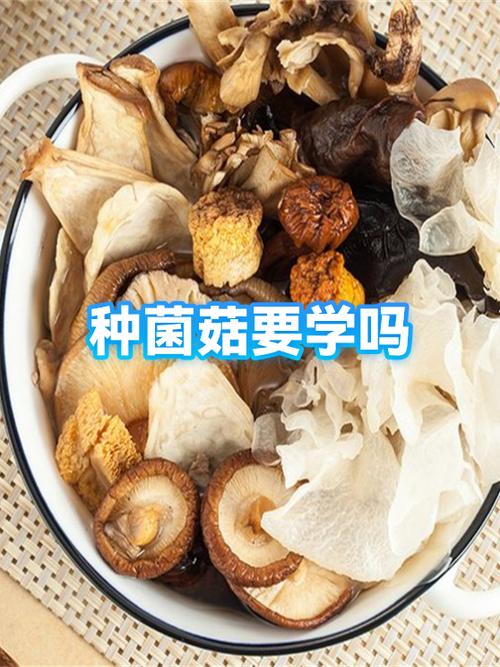 菌菇种植技术哪里学截图3