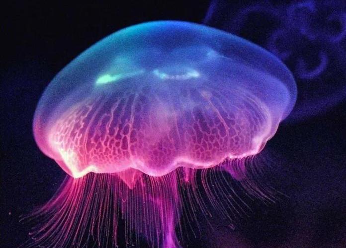 水母象征
