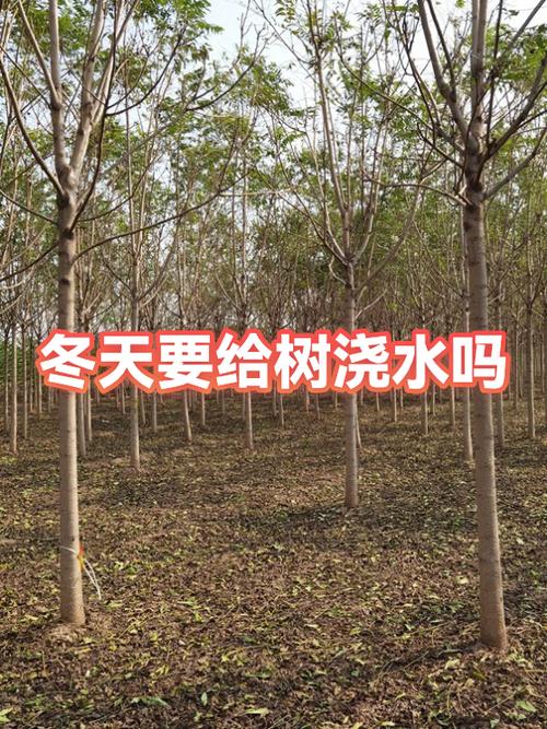 冬天能浇树吗