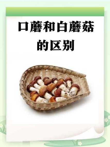 白色短的蘑菇叫什么