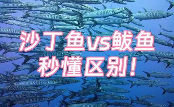沙丁鱼和奶油是谁