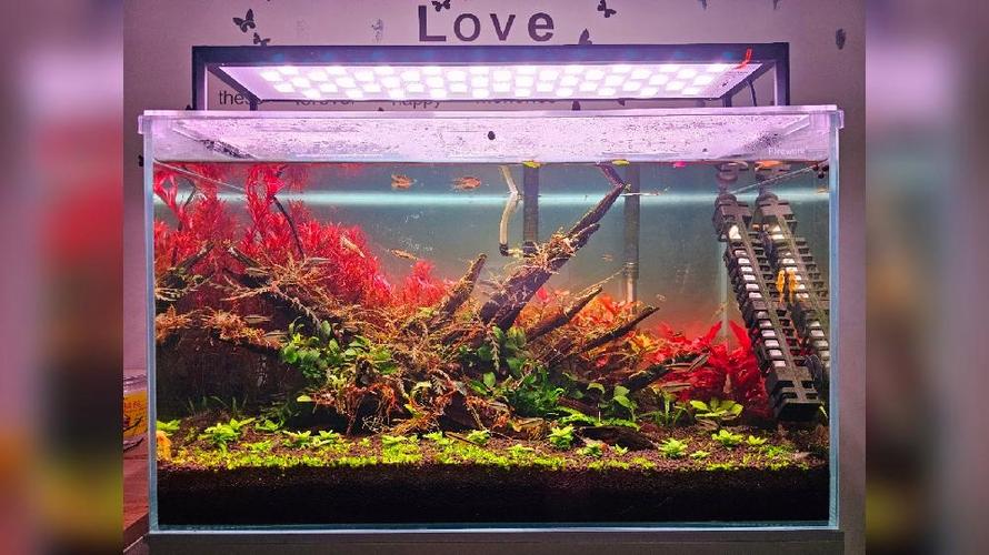 水草打头密植教程
