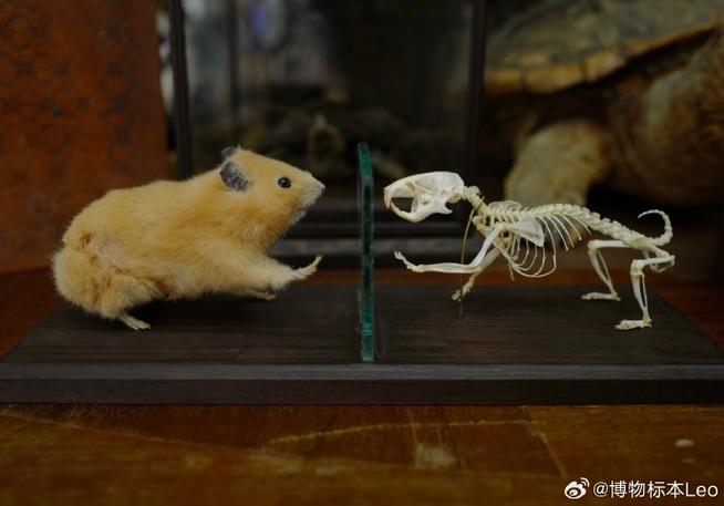 仓鼠吐血的原因