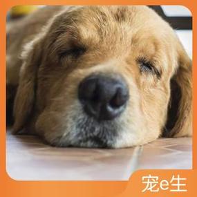 咨询狗狗生病的软件