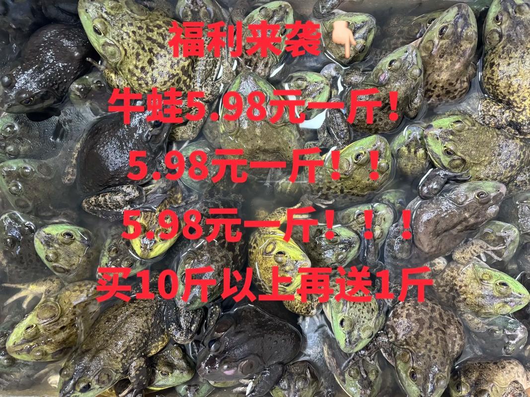 哪里的牛蛙批发便宜