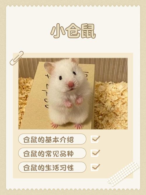 仓鼠免费阅读官网