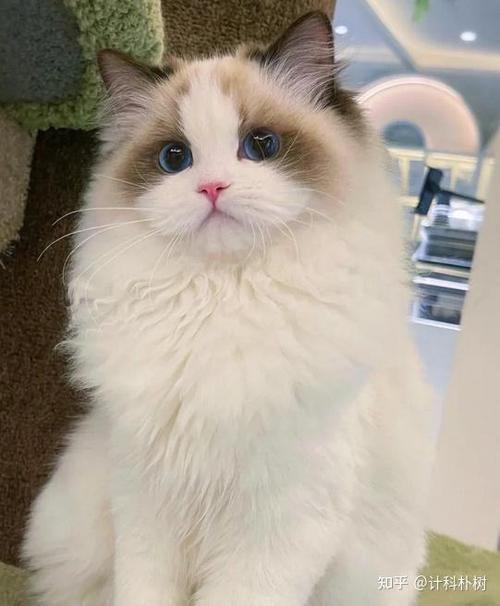 小猫咪图片真实