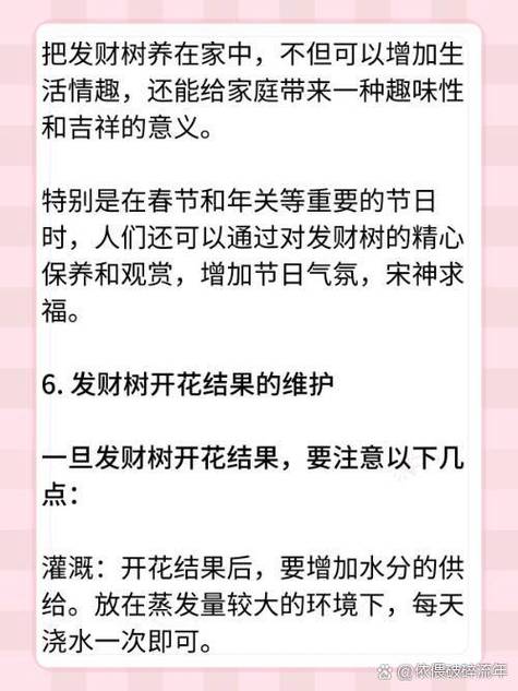 发财树的寓意和象征