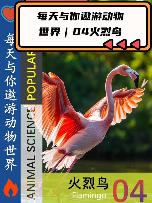 世界女子火箭联盟海鸥VS火烈鸟