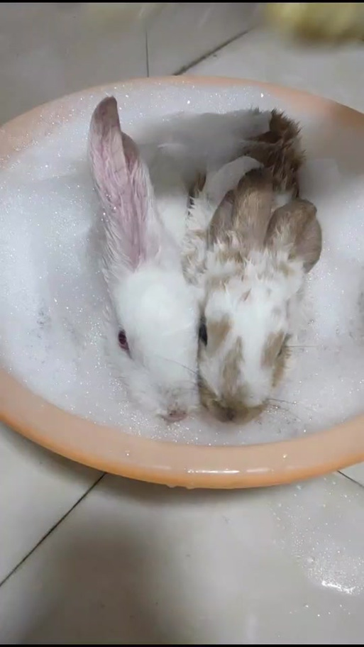 兔子能不能洗澡截图2