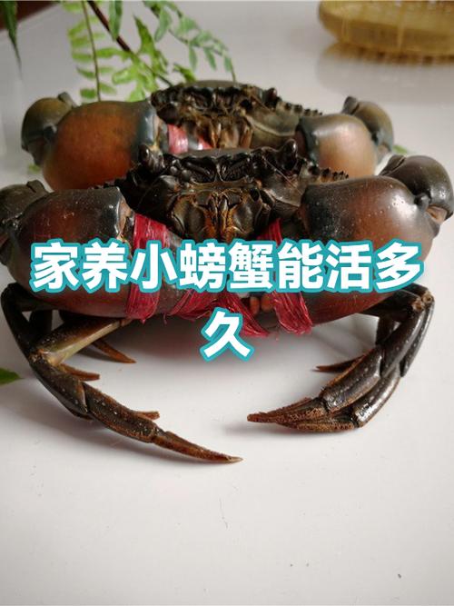 1元一只小螃蟹的寿命有多长