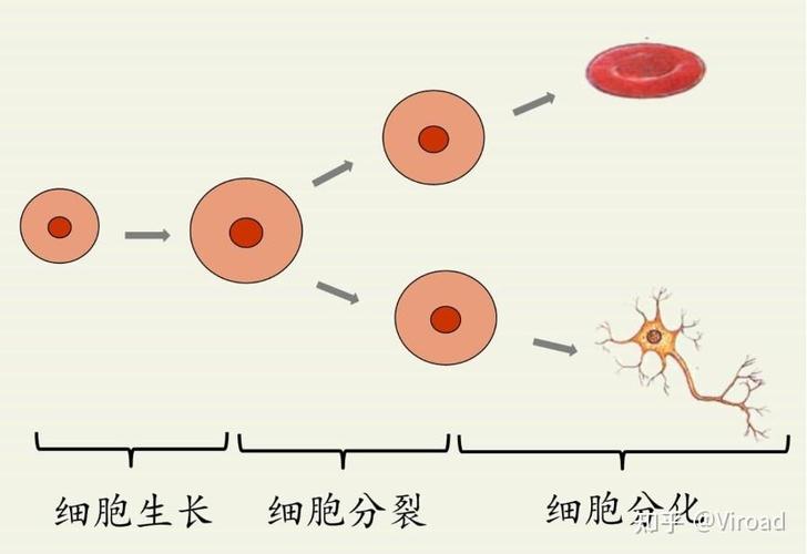 第一个癌细胞是怎么形成的截图2