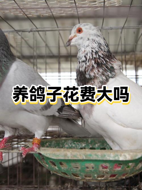 养鸽子对家里吉利吗