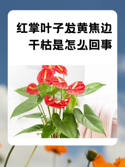 红掌枯叶怎么处理