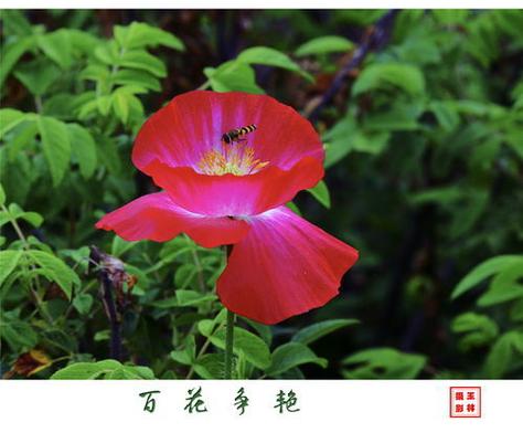 百花争艳的意思