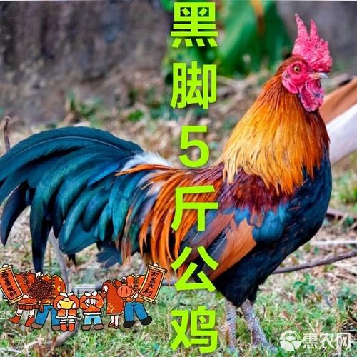 自家散养大公鸡广告语