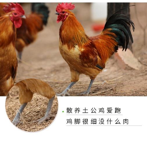 自家散养大公鸡广告语截图3