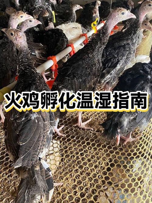 火鸡生活在什么温度最好