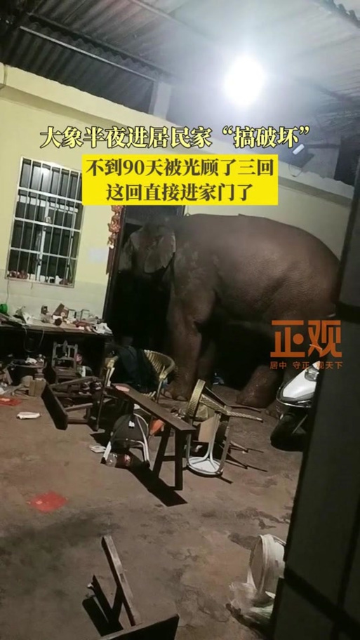 云南大象闯入村民家踢玩具车