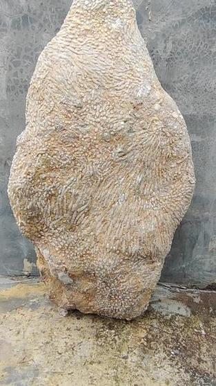 化石在什么岩石中