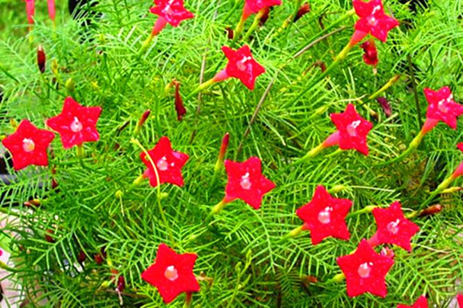 游龙花图片图标