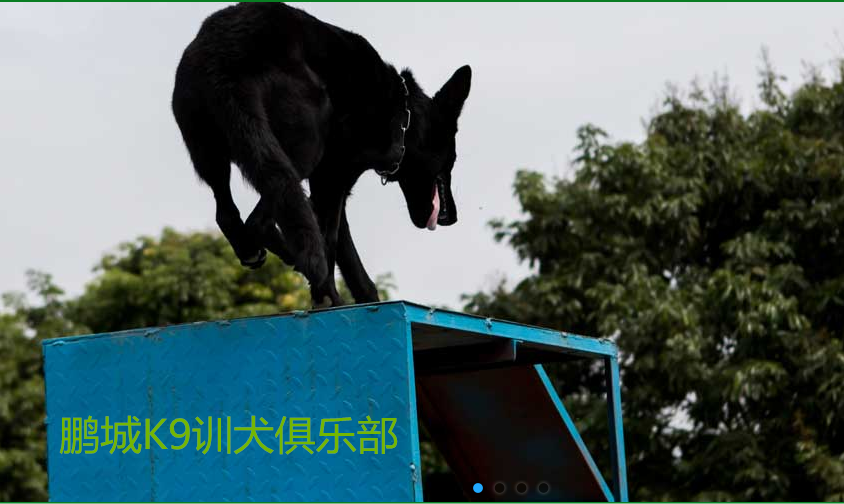 训狗师培训机构