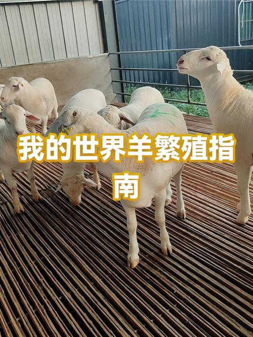 我的世界羊怎么喂养和繁殖