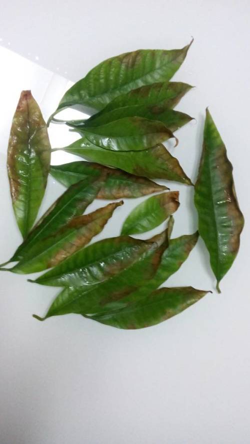 芒果树树叶边缘枯萎