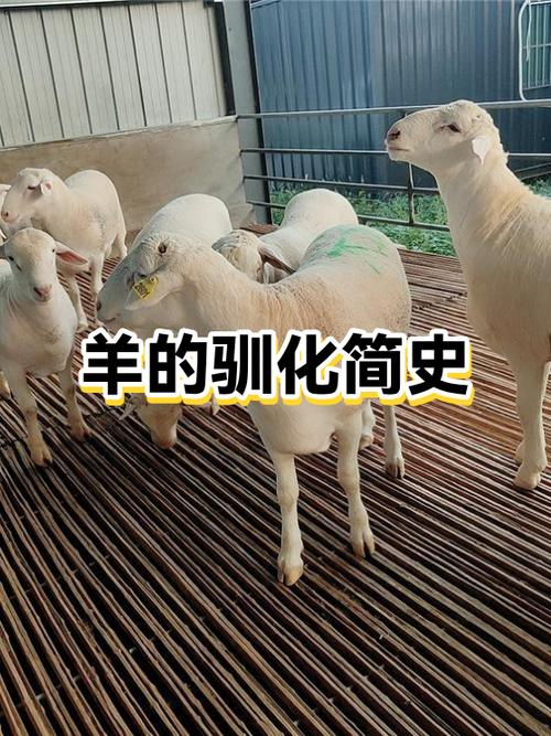 羊的驯化过程