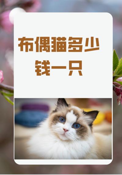 布偶猫500元能买一只吗