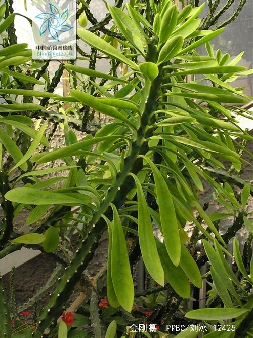霸王鞭植物