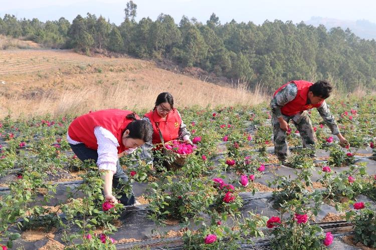 玫瑰花养殖基地