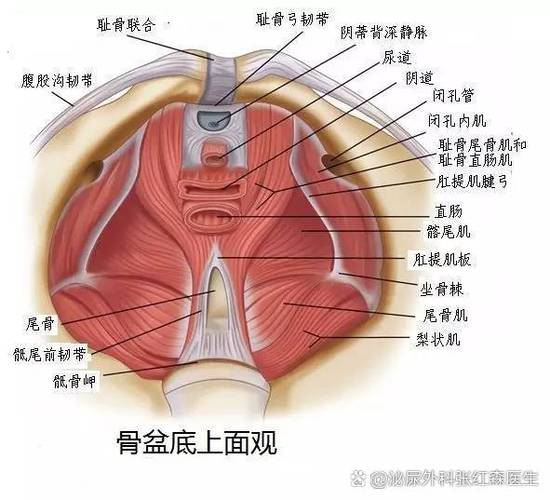 盆底肌修复凯格尔运动