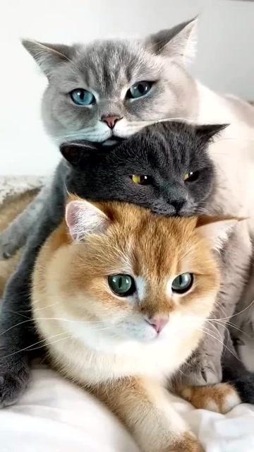 三只猫风水上的说法