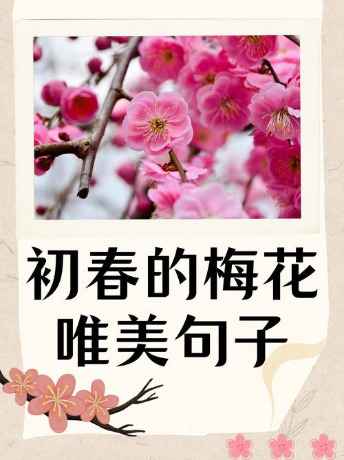 梅花网文案素材在哪里找