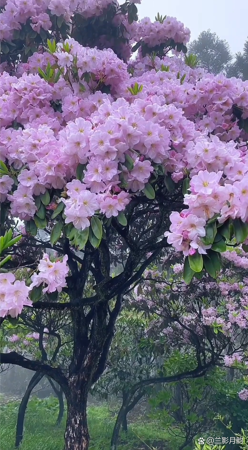 轻音乐不算纯音乐吗