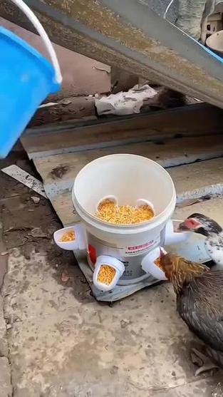 鸡自动喂食器