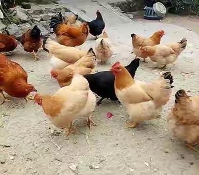 奇葩养鸡是什么官方