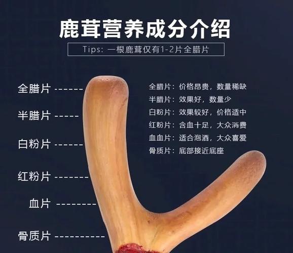 鹿茸的功效