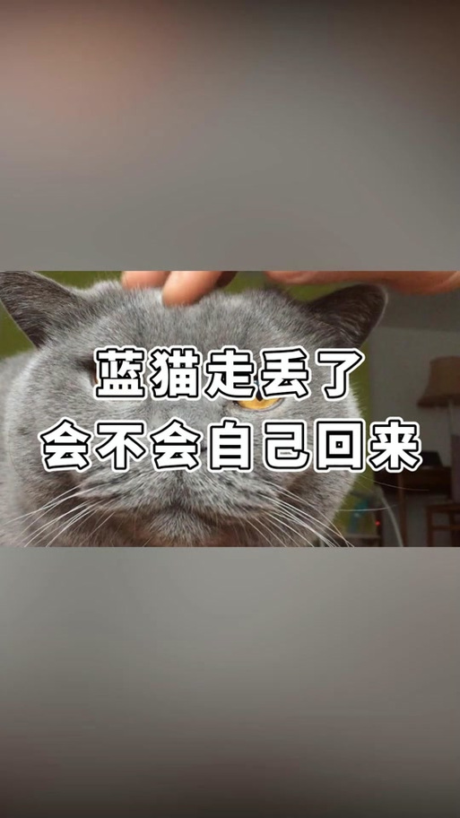 小猫走丢了会自己回来吗