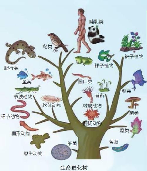 地球上的生物仍然处于进化过程中