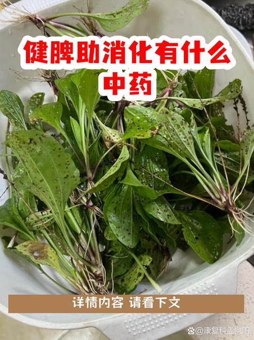 苗方八宝吃几粒