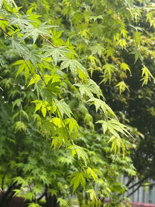 雨中枫叶唯美意境图片