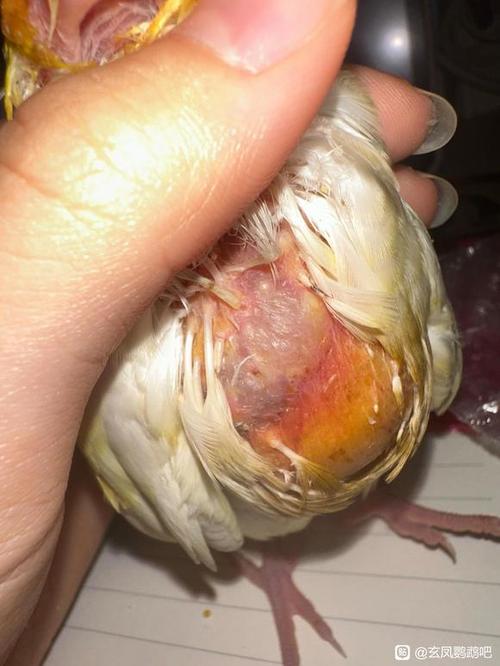 玄凤鹦鹉站不起来了怎么办