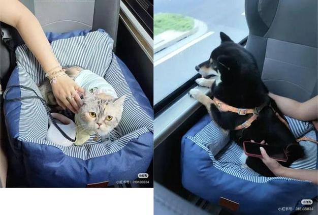 怎么把猫带进地铁图标