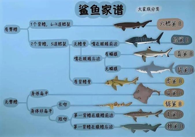 关于鲨鱼霸气的名字