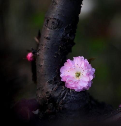 小桃花是什么意思