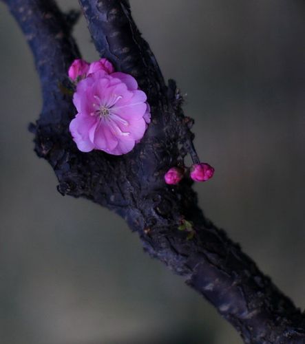小桃花是什么意思截图3