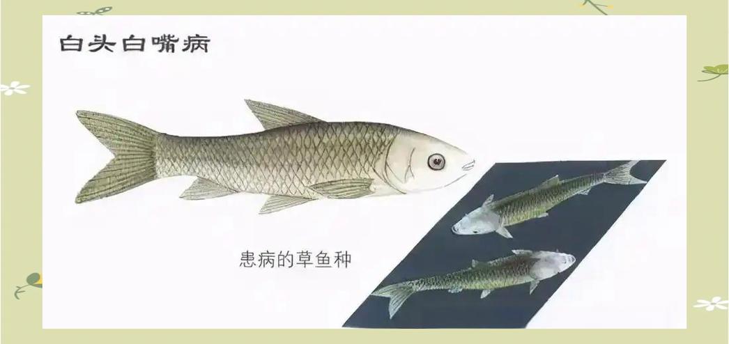 鱼白嘴病最简单治疗方法